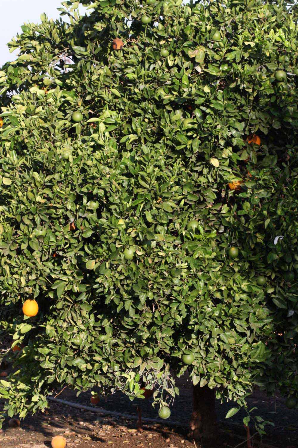            Habit (Riverside, CA)   